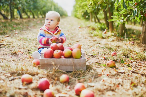 Adorable petite fille assise sur le sol près de la caisse pleine de pommes mûres — Photo