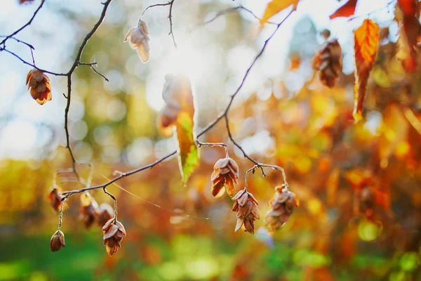 色とりどりの明るい紅葉のクローズアップ — ストック写真