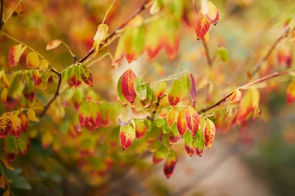 Closeup of colorful bright autumn leaves — Stock Photo, Image