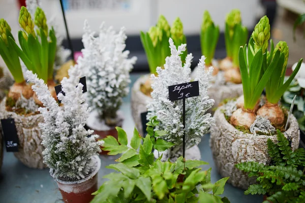 Many hyacinths in outdoor flower shop in Paris — Stock Photo, Image