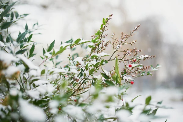 Nieve cubriendo ramas de árbol con capullos de flores — Foto de Stock