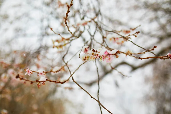 雪覆盖着花蕾的树枝 — 图库照片