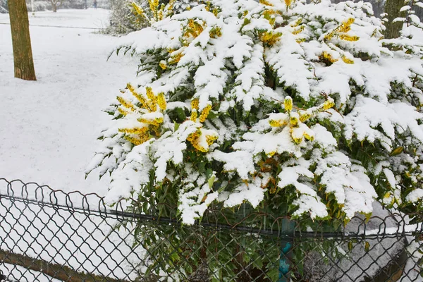 Nieve cubriendo ramas de árbol con capullos de flores — Foto de Stock