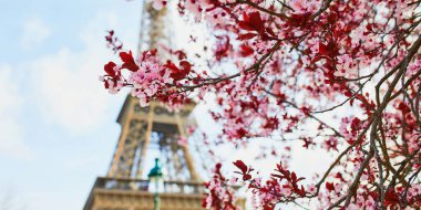 Paris'te Eyfel Kulesinin yakınında güzel pembe kiraz çiçeği