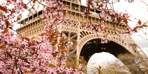 Spring in Paris. Bloomy cherry tree and the Eiffel Tower. Focus on flowers — Stock Photo, Image