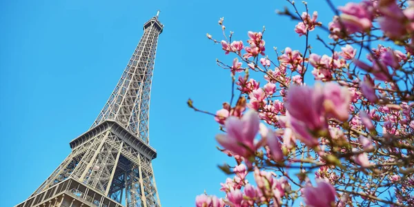 Fleurs magnolia roses avec tour Eiffel — Photo