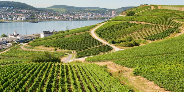 Viñedos en Rudesheim am Rhein —  Fotos de Stock