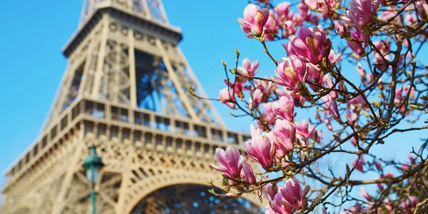 Magnolia rose en pleine floraison et tour Eiffel sur le ciel bleu — Photo