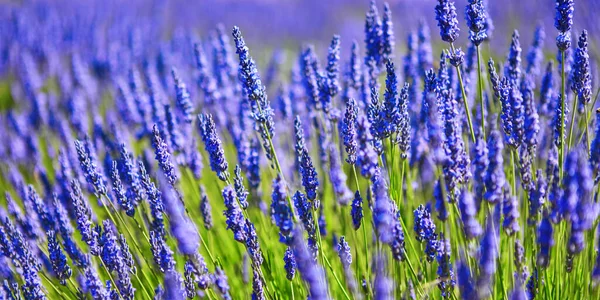 Belo campo de lavanda florescente — Fotografia de Stock