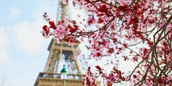 Beautiful pink cherry blossom near the Eiffel tower in Paris — Stock Photo, Image