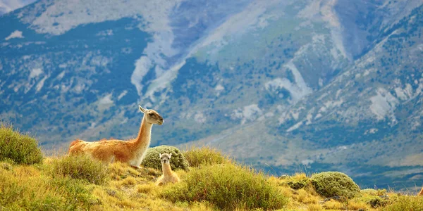 Mother guanaco with its baby — Stock Photo, Image