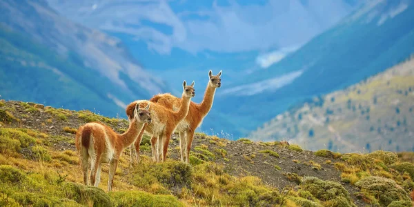 Guanacoes w park narodowy Torres del Paine — Zdjęcie stockowe