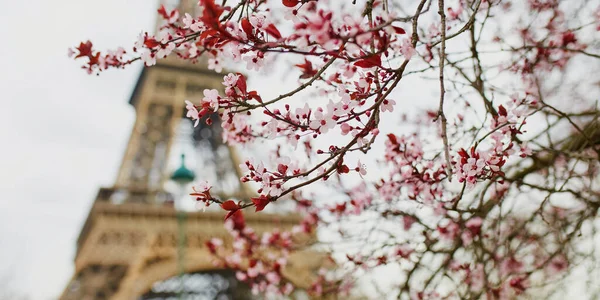 Stagione dei fiori di ciliegio a Parigi, Francia — Foto Stock