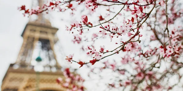 Temporada de flores de cerejeira em Paris, França — Fotografia de Stock