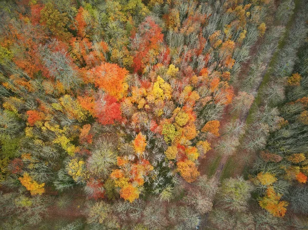 Vista Aérea Cima Para Baixo Colorida Floresta Outono Versalhes Perto — Fotografia de Stock
