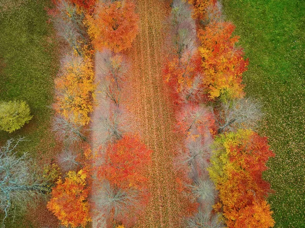 Aerial Top View Path Colorful Autumn Forest Versailles Paris France — Stock Photo, Image