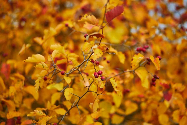 Bright Autumn Orange Leaves Red Ripe Apples Branch Crabapple Tree — Stock Photo, Image