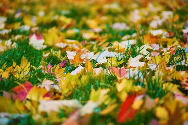 Helder Geel Rood Gevallen Herfstbladeren Het Groene Gras — Stockfoto