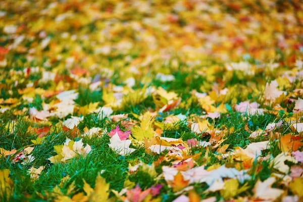 Jasně Žluté Červené Padlé Podzimní Listí Zelené Trávě — Stock fotografie