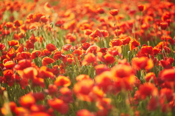 Beautiful Field Red Blooming Poppies Wildflower Meadow Summer Day Scenic — Stock Photo, Image