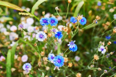 Tarladaki güzel kır çiçekleri