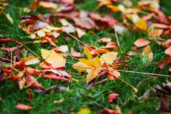 Hojas Otoño Color Amarillo Brillante Rojo Sobre Hierba Verde — Foto de Stock