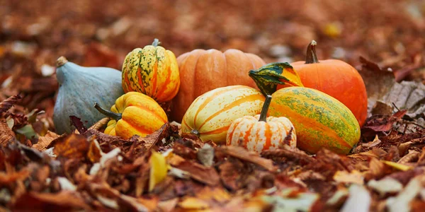 Változatos Színes Sütőtök Feküdt Földön Narancssárga Ősszel Lehullott Levelek Halloween — Stock Fotó