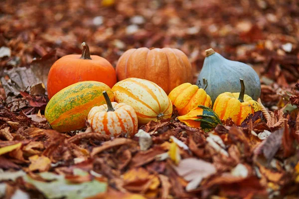 Variété Citrouilles Colorées Couchées Sur Sol Dans Les Feuilles Mortes — Photo