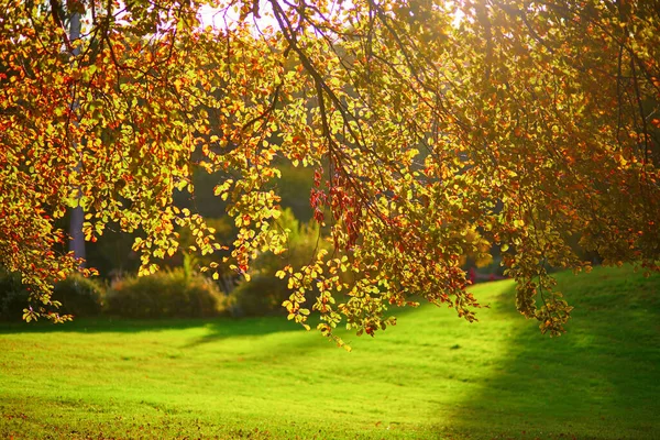 秋天的艳阳天 枝叶斑斓 色彩艳丽 — 图库照片
