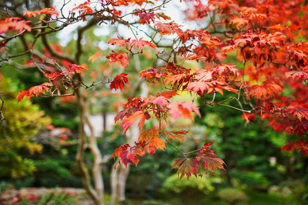 가을에 공원에 아름다운 단풍나무 — 스톡 사진