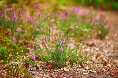 Sonbahar ormanında çiçek açan funda ve gorse