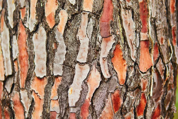 Vieille Texture Écorce Arbre Contexte Naturel Abstrait — Photo