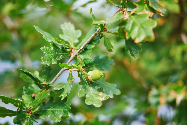葉に囲まれたオークの木の枝のアコーン — ストック写真