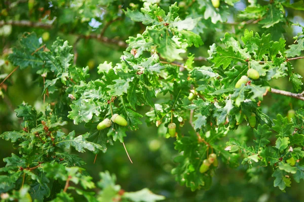 Acorns Oak Branch Surrounded Leaves — Stock Photo, Image
