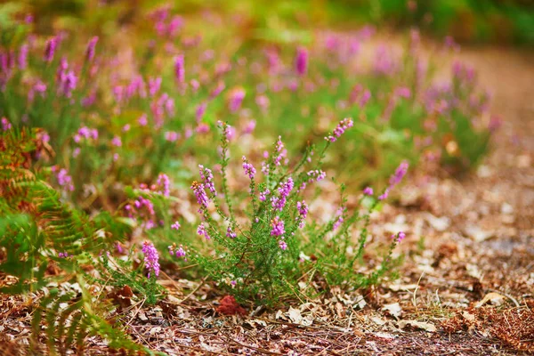 Blossoming Heather Gorse Autumn Forest — Stock Photo, Image