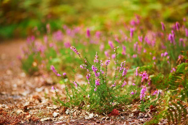 Sonbahar Ormanında Çiçek Açan Funda Gorse — Stok fotoğraf