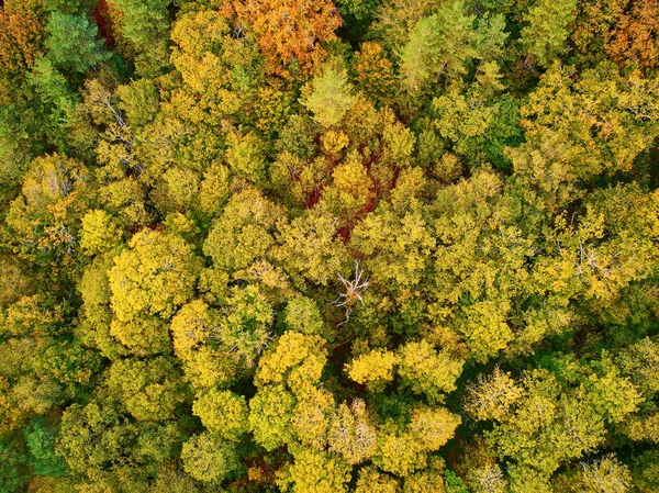 Vista Aérea Panorâmica Floresta Outono Norte França Yvelines França — Fotografia de Stock