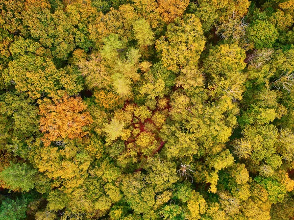 Vista Aérea Panorâmica Floresta Outono Norte França Yvelines França — Fotografia de Stock