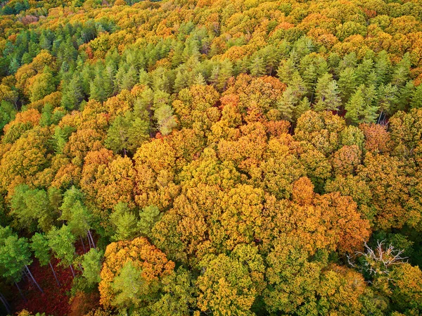 Scenic Aerial View Autumn Forest Northern France Yvelines France — Stock Photo, Image