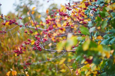 Bir sonbahar günü ağaç dalında olgun kırmızı yaban elmaları