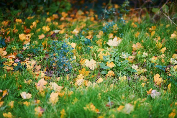Folhas Outono Caídas Amarelas Vermelhas Brilhantes Chão — Fotografia de Stock