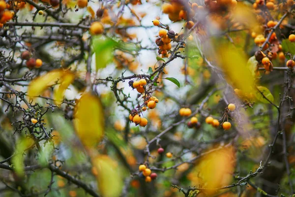 Yellow Ripe Crabapples Tree Branch Fall Day — Stock Photo, Image