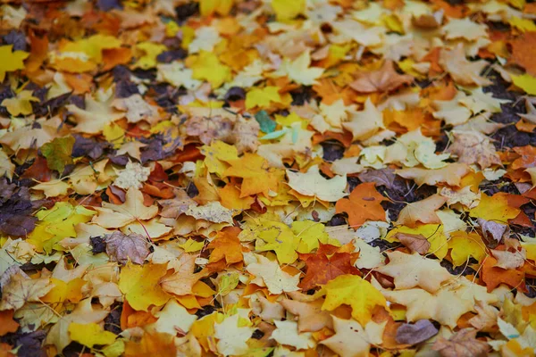 Jasně Žluté Červené Padlé Podzimní Listí Zemi — Stock fotografie