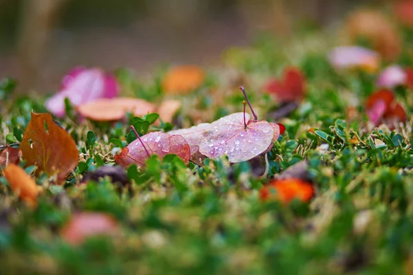 Helder Geel Rood Gevallen Herfstbladeren Grond — Stockfoto