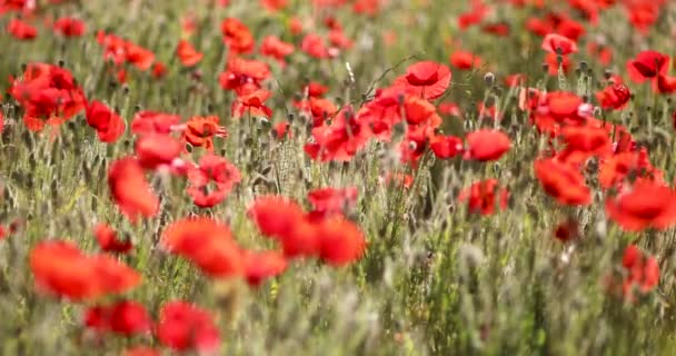 양귀비의 아름다운 들판이다 여름철에는 꽃밭을 드린다 — 비디오