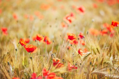 Güzel kırmızı çiçekli gelincikler ve altın buğday başakları. Bir yaz günü kır çiçeği çayırı. Manzaralı doğa manzaraları