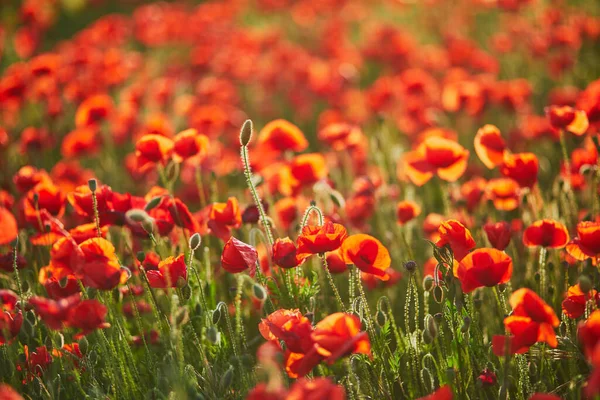 Beautiful Field Red Blooming Poppies Wildflower Meadow Summer Day Scenic — Stock Photo, Image