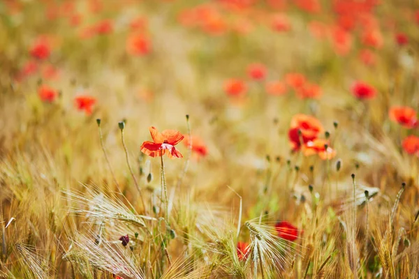 Beautiful Field Red Blooming Poppies Golden Wheat Spikes Wildflower Meadow — Stock Photo, Image