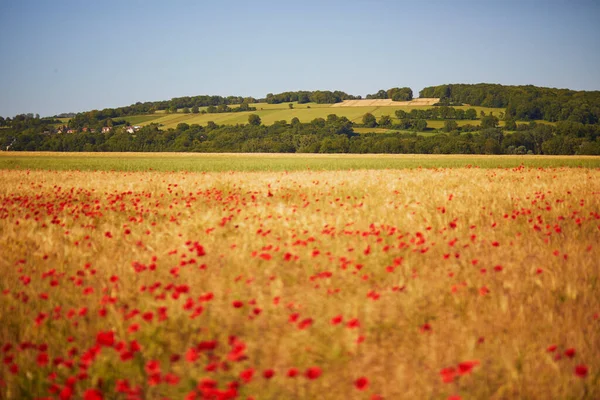 Beautiful Field Red Blooming Poppies Golden Wheat Spikes Wildflower Meadow — Stock Photo, Image