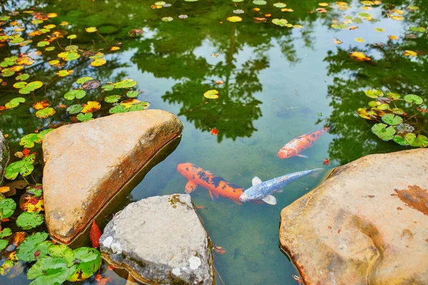 Färgglada Koi Fiskdamm Japansk Trädgård — Stockfoto